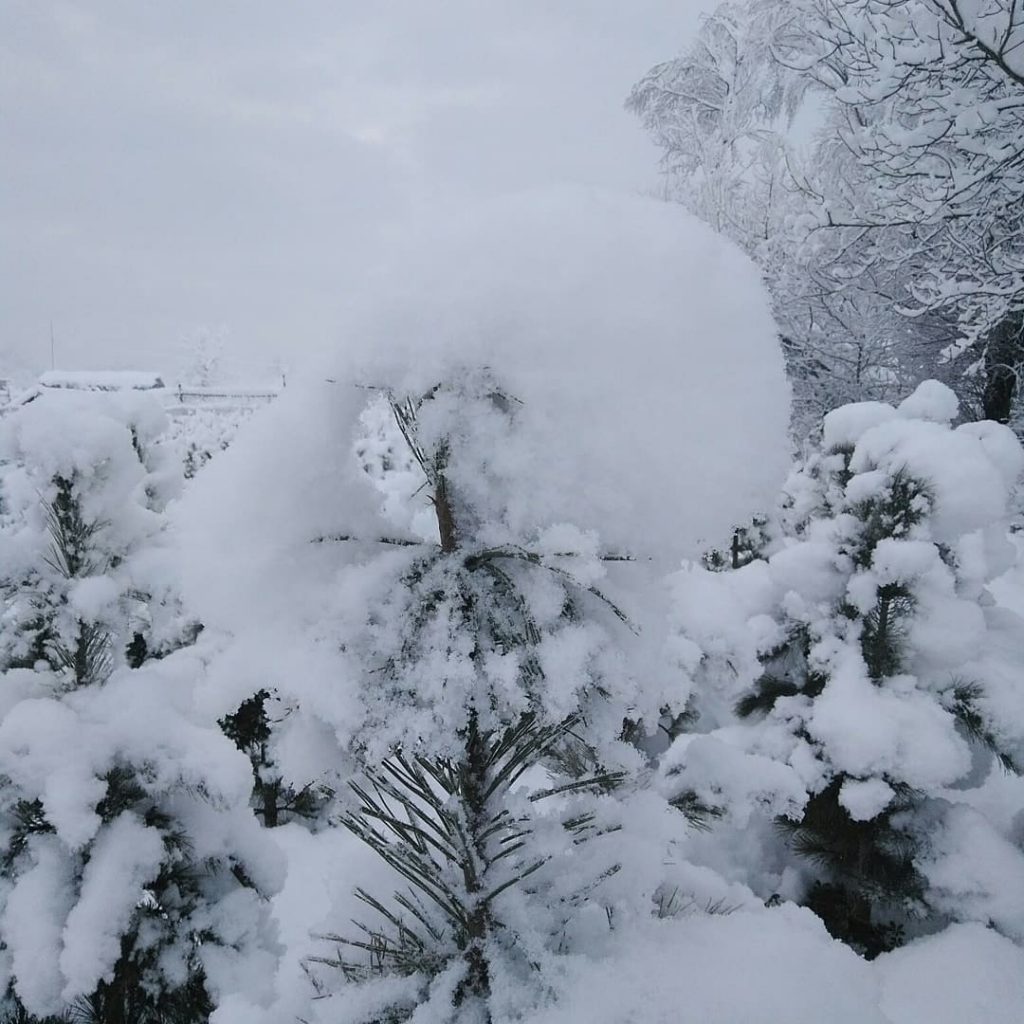 Зима кедр белореченск