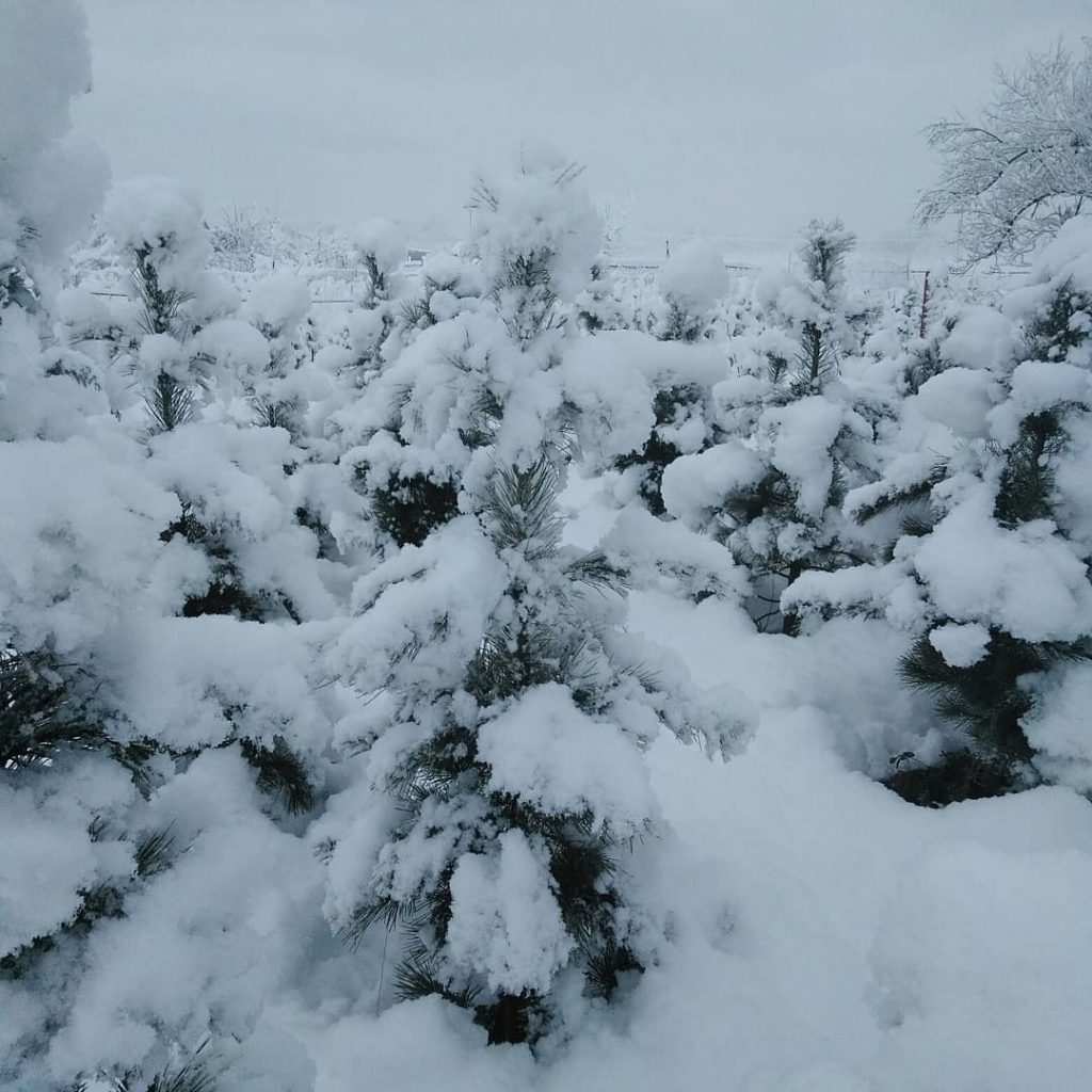 Зима кедр белореченск