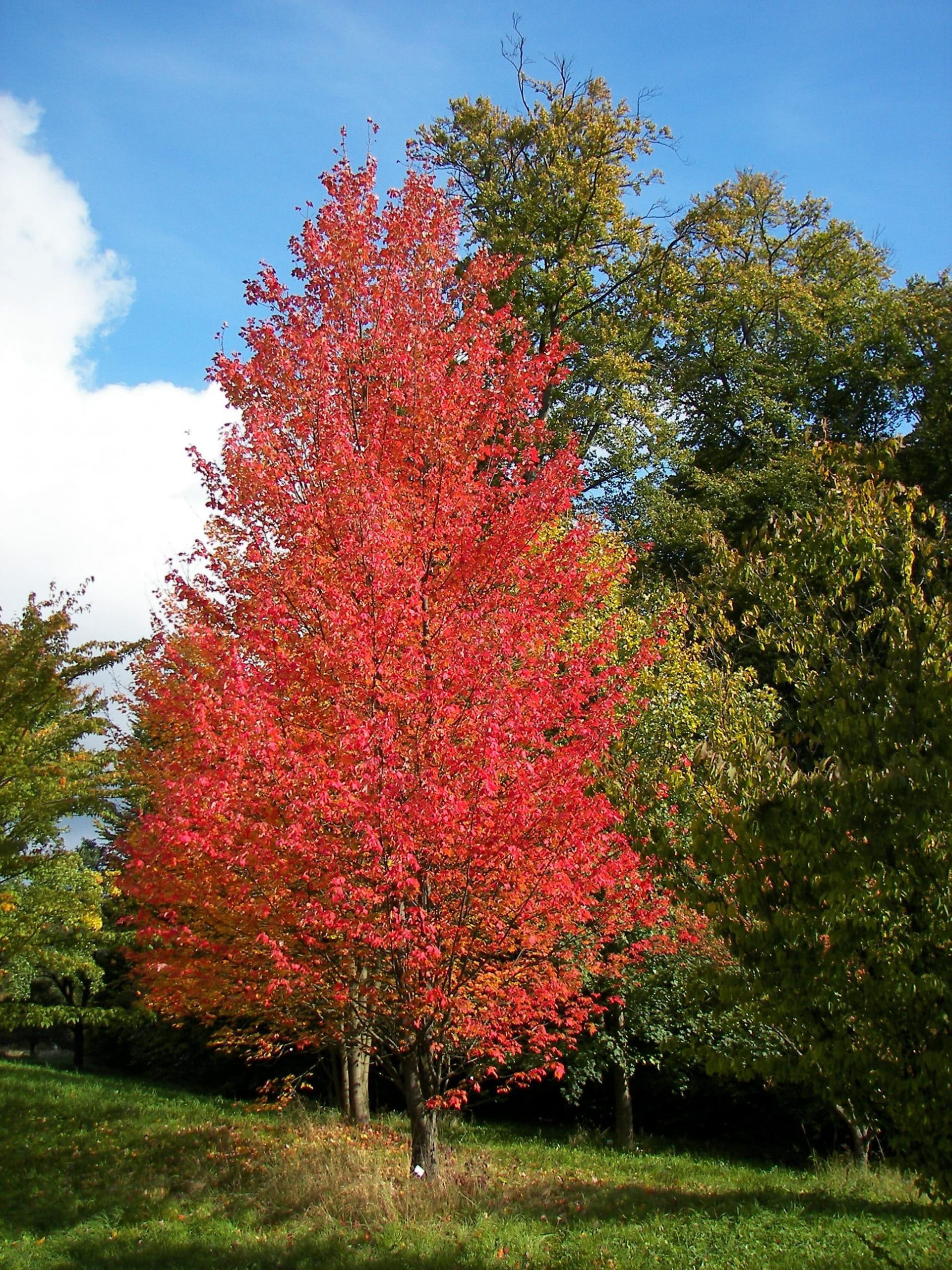 Дуб Красный (Quercus Rubra)