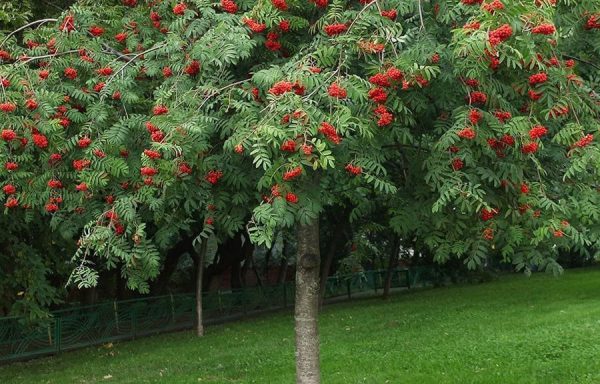 Рябина Обыкновенная (Sorbus Aucuparia)