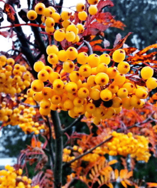 Рябина «Желтая» (Sorbus aucuparia Nevezhinskaya)
