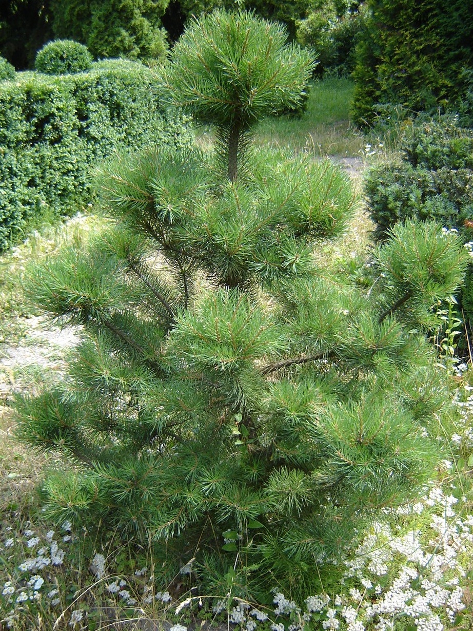 Сосна Крымская (Pinus Pallasiana)