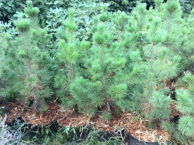 Кедр Сибирский (Pinus Sibirica)